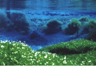 柿田川湧水（かきたがわゆうすい）