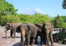 富士山の麓で大自然を満喫。おもいっきり遊ぼう！（1泊2日）