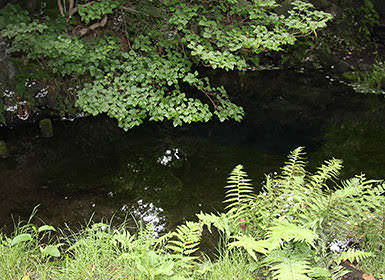 忍野八海（お釜池）