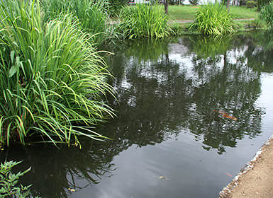 忍野八海（菖蒲池）